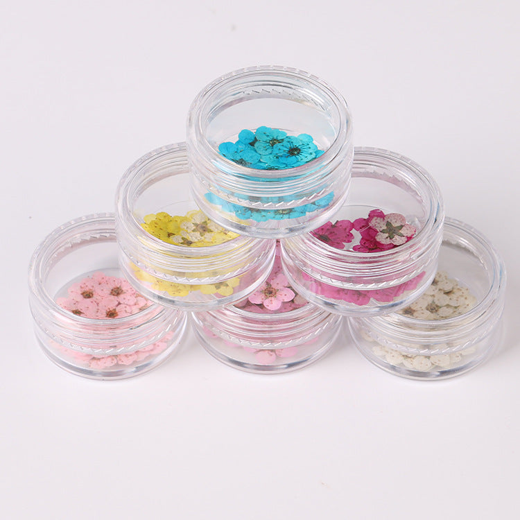 Mini Narcissus Dried Flower Specimens - Natural Preserved Floral Craft Supply